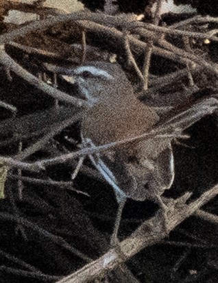 White-browed Sparrow-Weaver - ML642593974