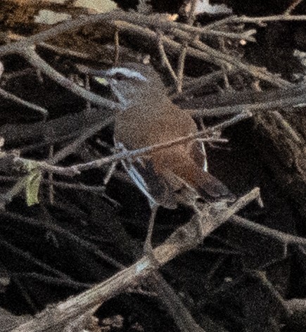 White-browed Sparrow-Weaver - ML642593975