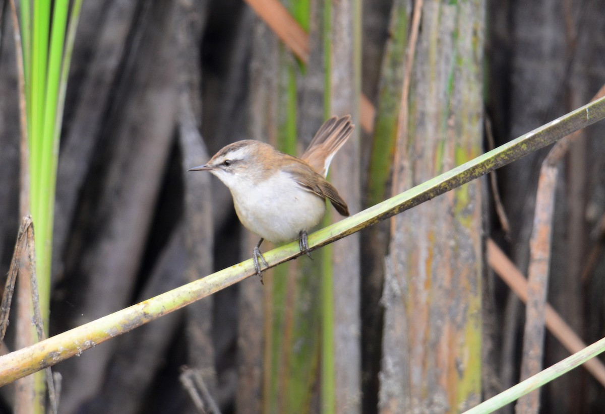 Moustached Warbler - ML642593984