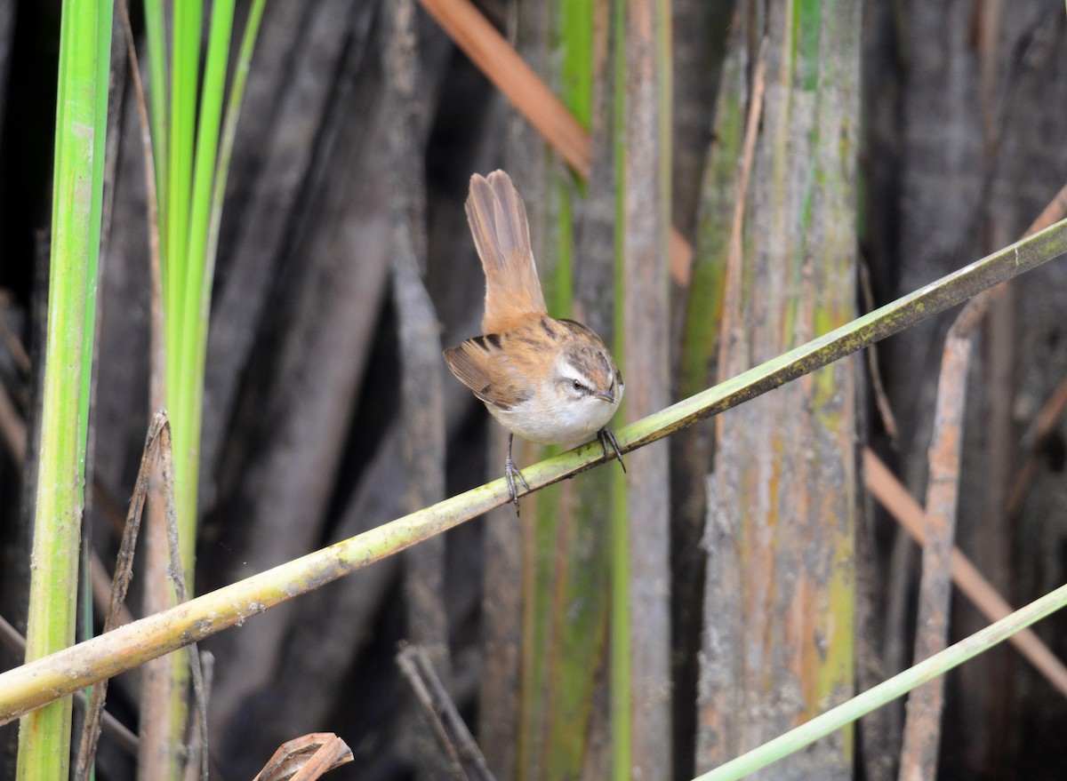 Moustached Warbler - ML642593985