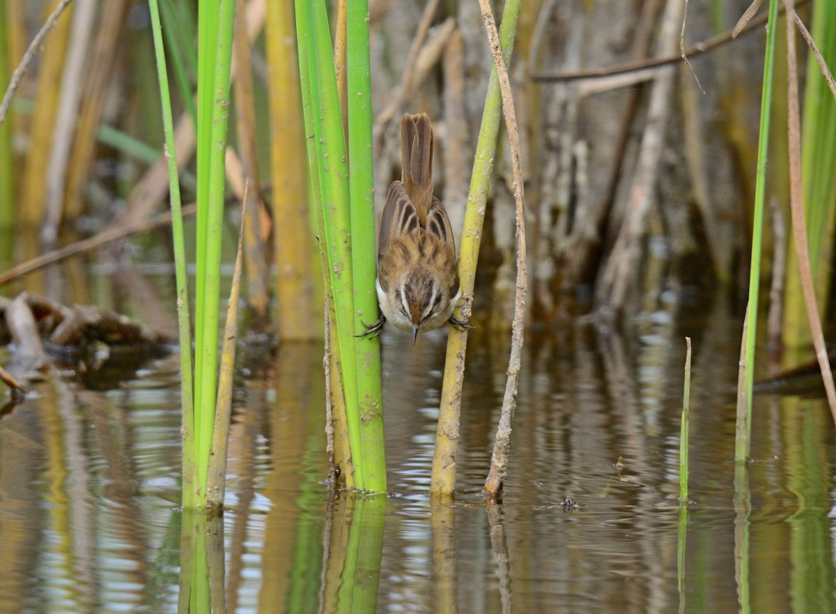 Moustached Warbler - ML642593986