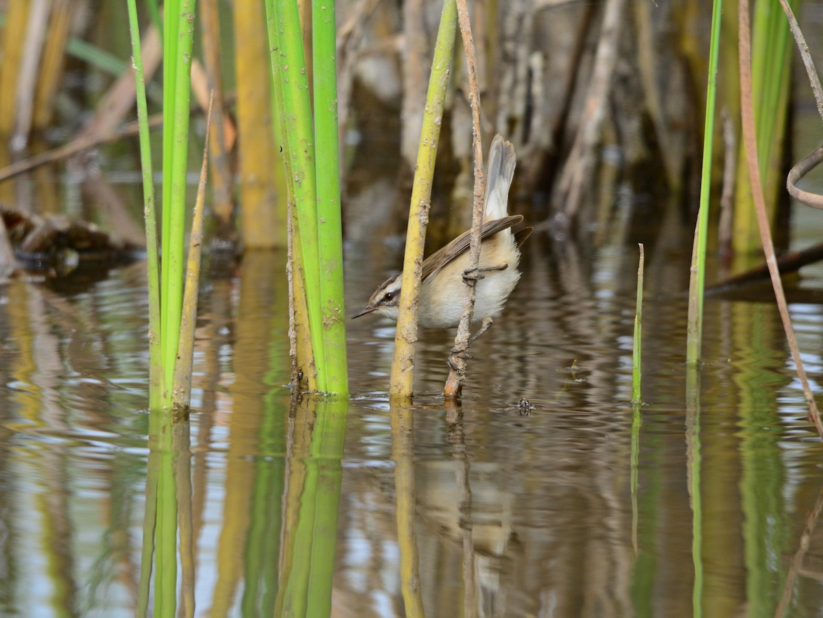 Moustached Warbler - ML642593987