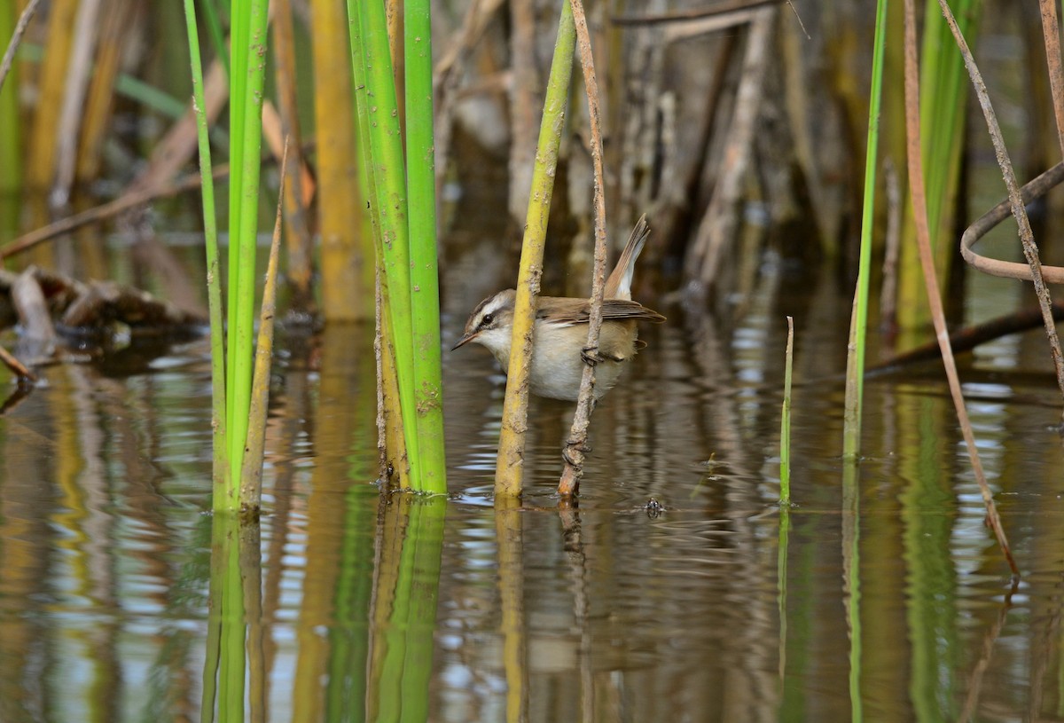Moustached Warbler - ML642593990
