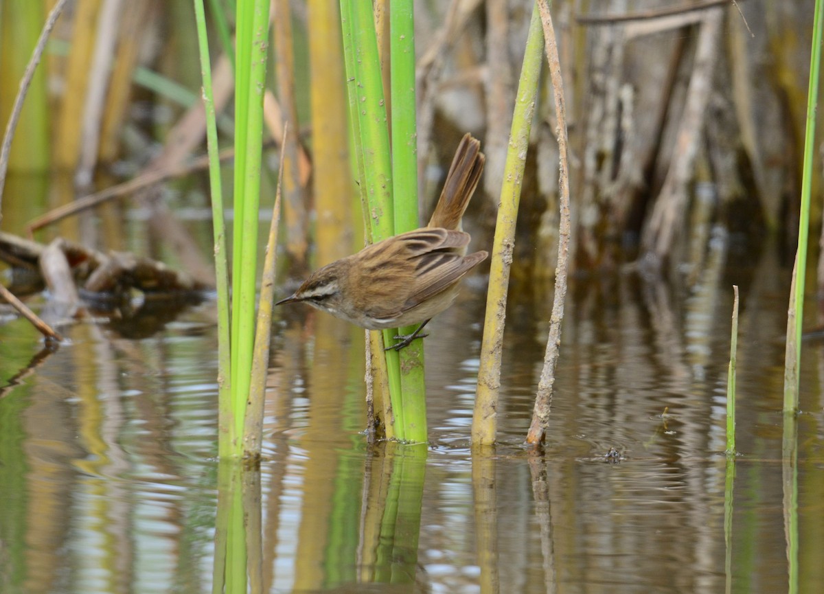 Moustached Warbler - ML642593991