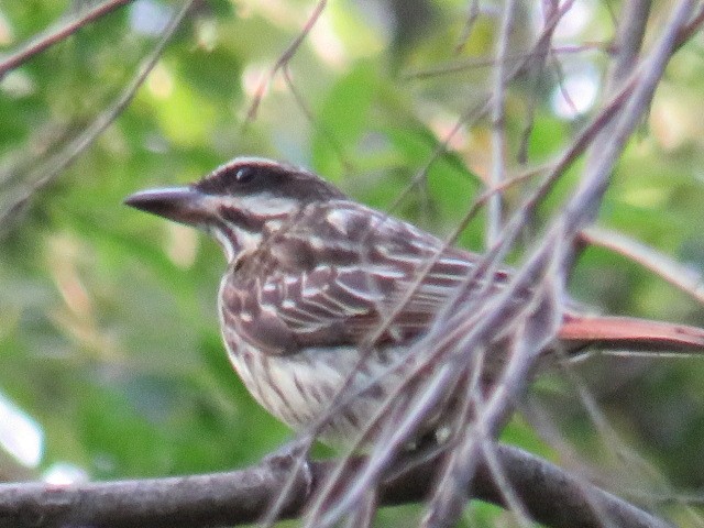 Streaked Flycatcher - ML642594010