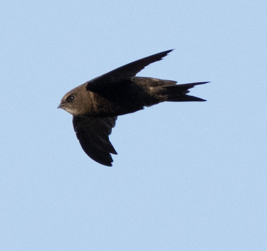 Horus Swift - ML642594036