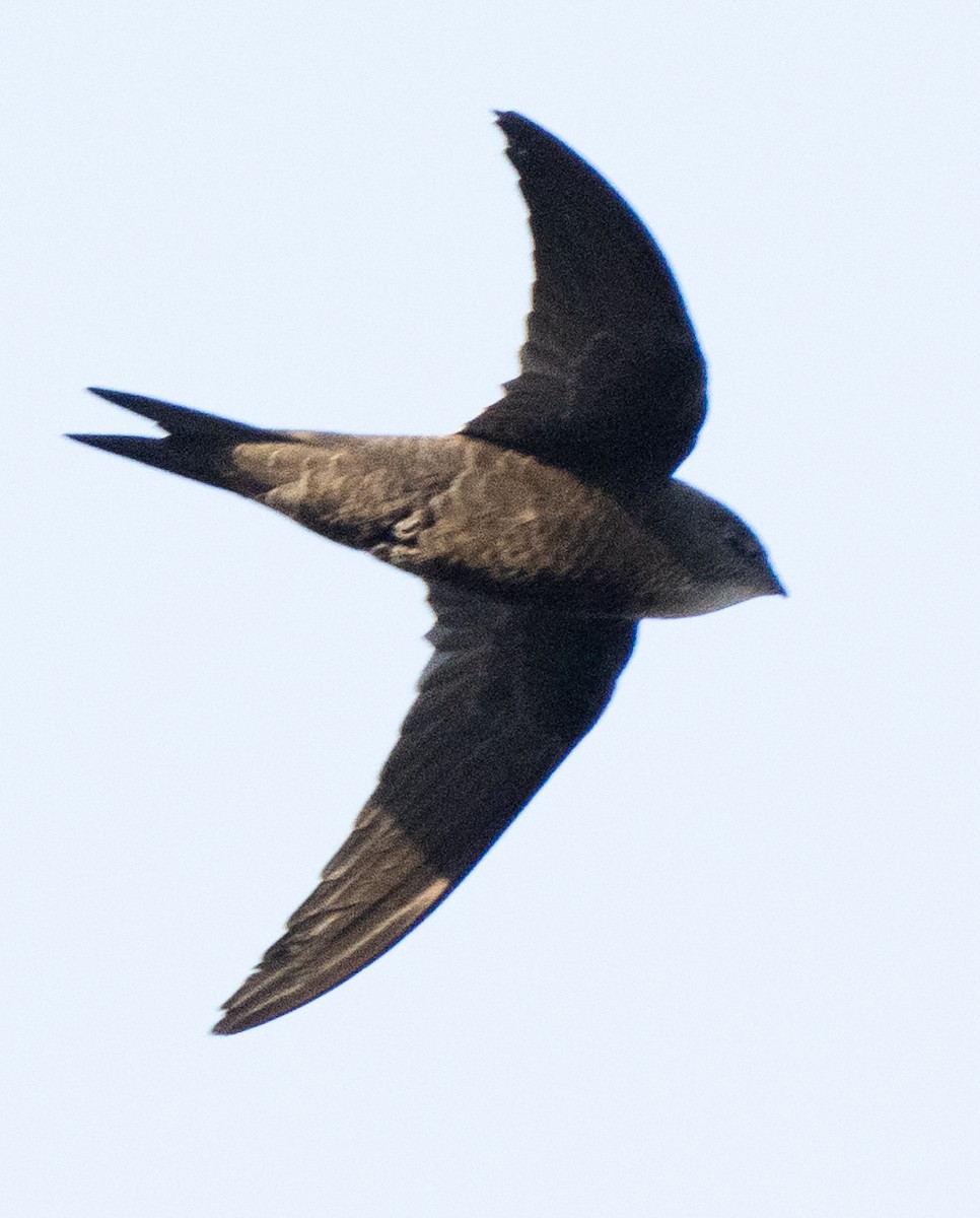 Horus Swift - ML642594039