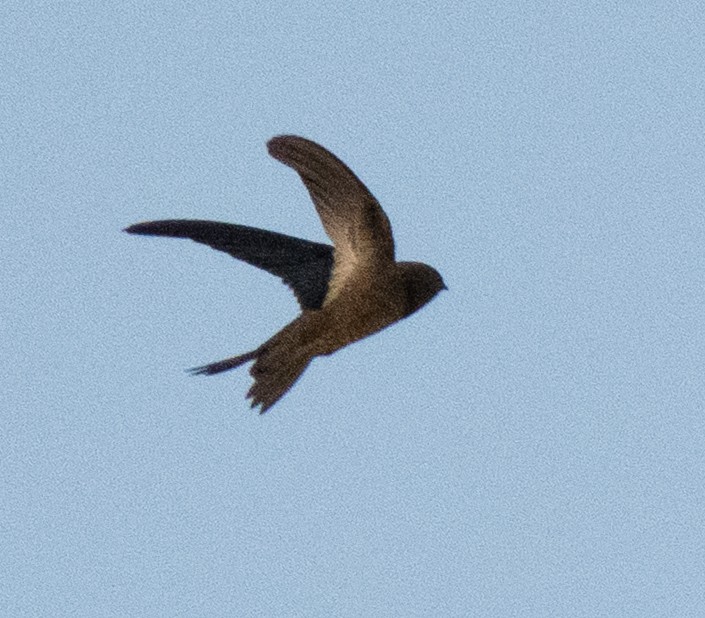 Horus Swift - ML642594040