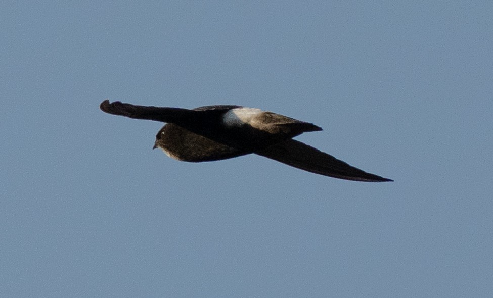 Horus Swift - ML642594041
