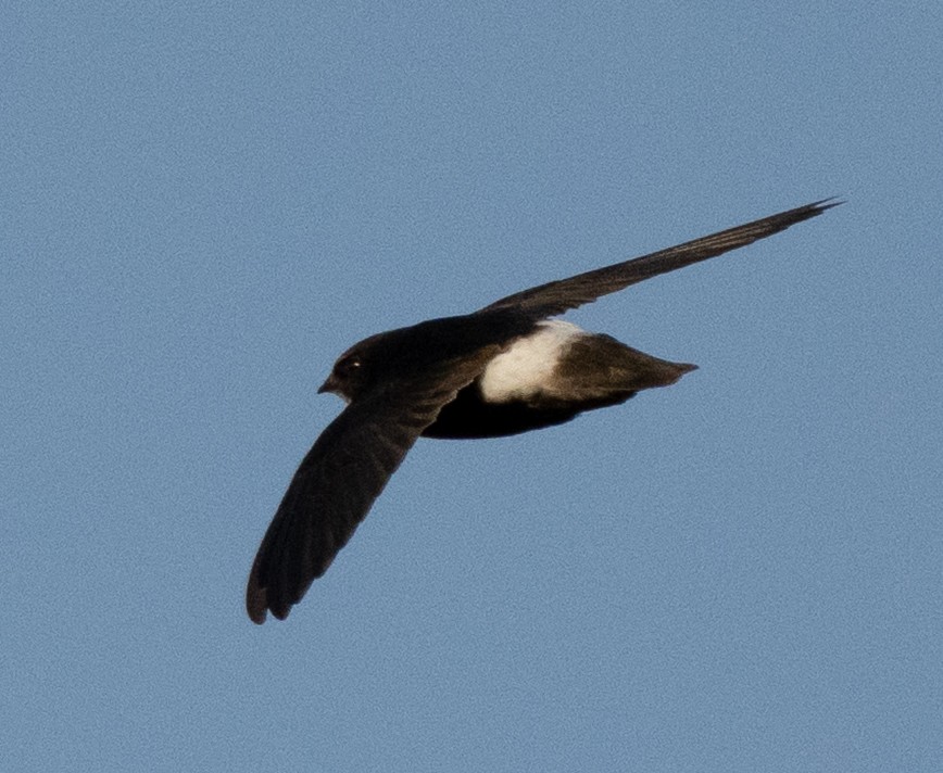Horus Swift - ML642594042