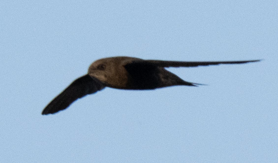 Horus Swift - ML642594043