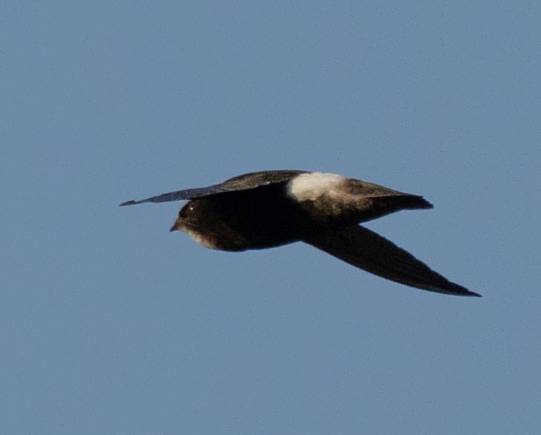 Horus Swift - ML642594044