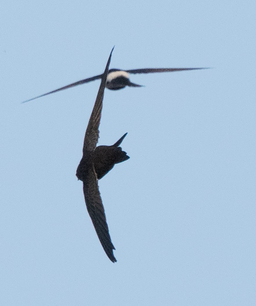 Horus Swift - ML642594045