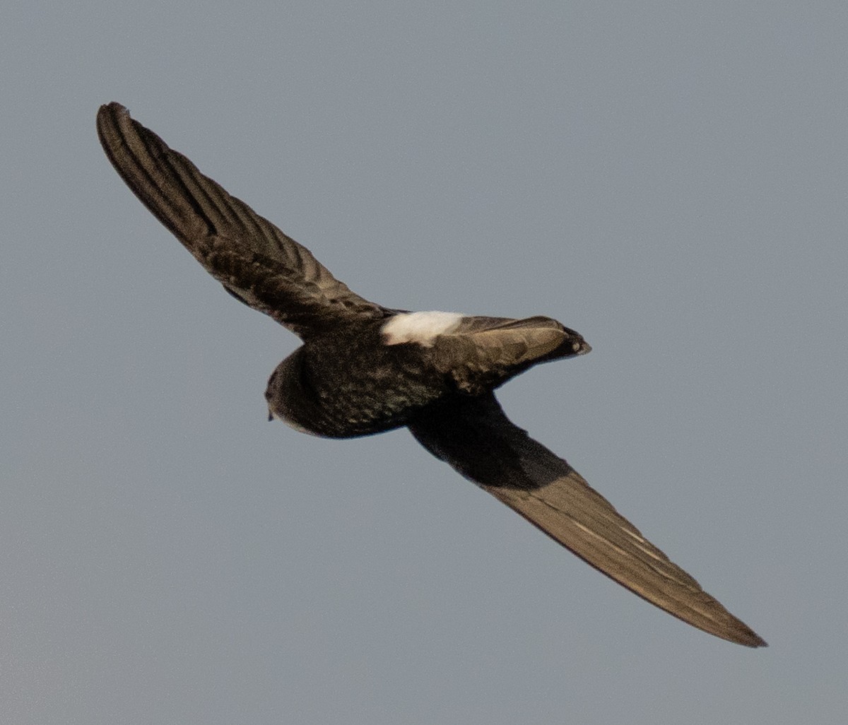 Horus Swift - ML642594046