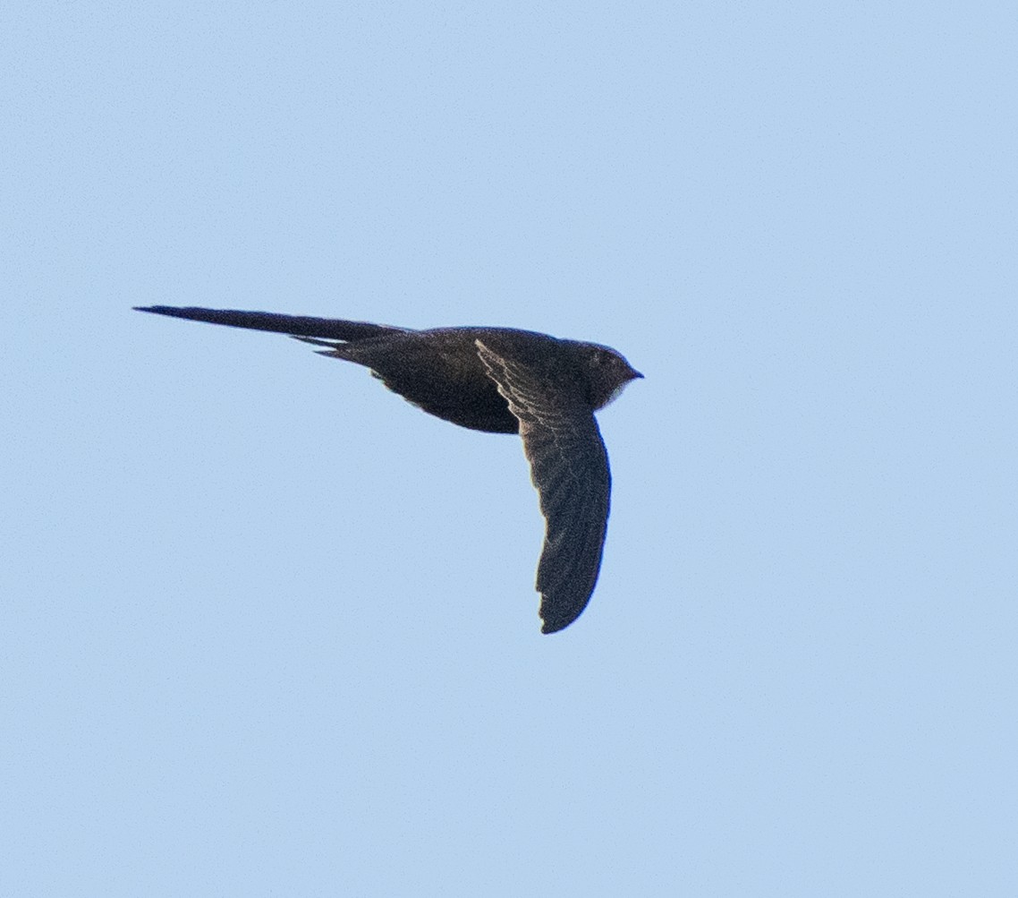 Horus Swift - ML642594048