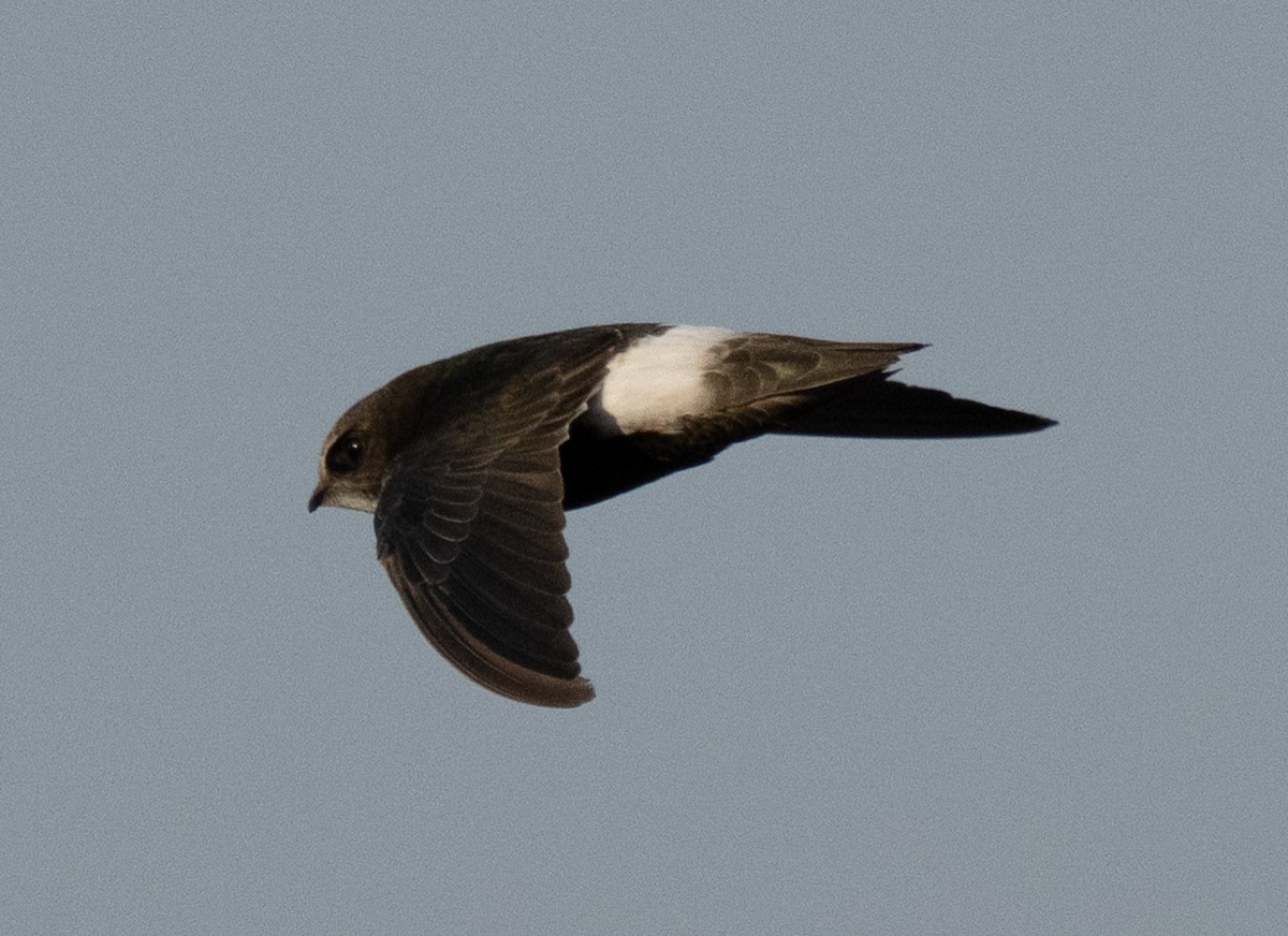 Horus Swift - ML642594049