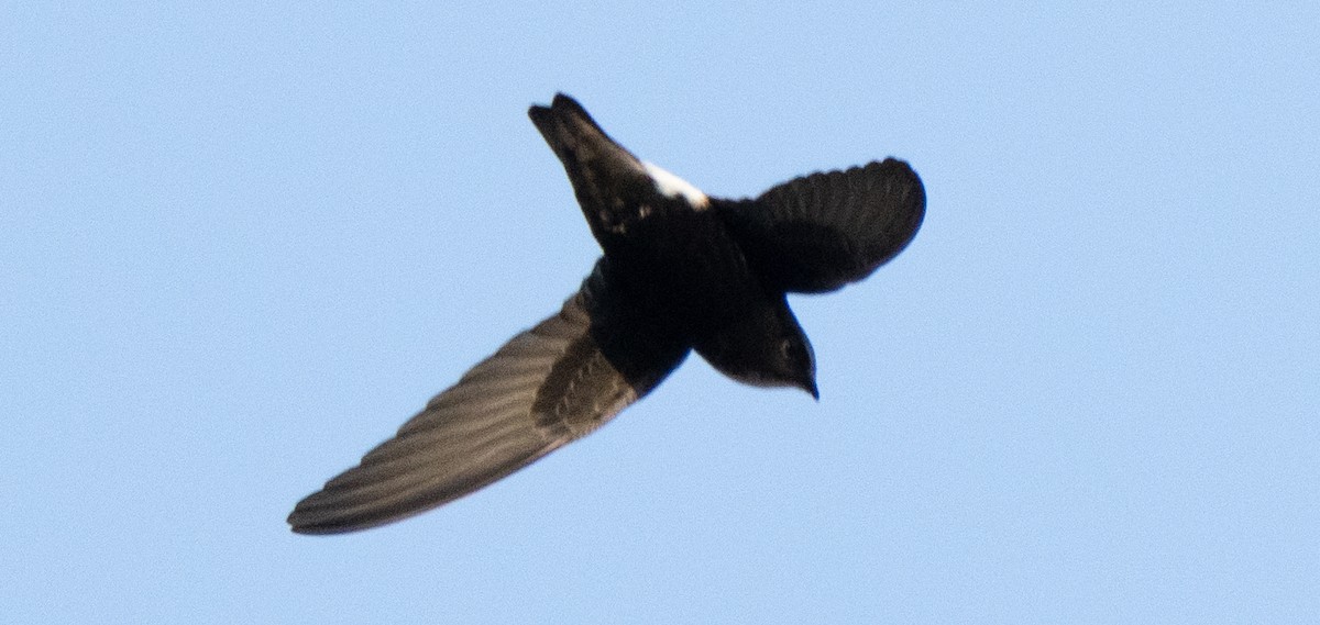 Horus Swift - ML642594050
