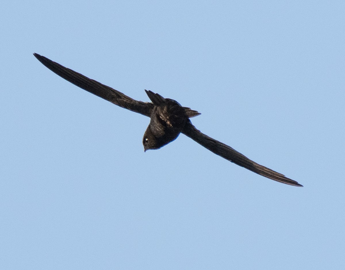 Horus Swift - ML642594051