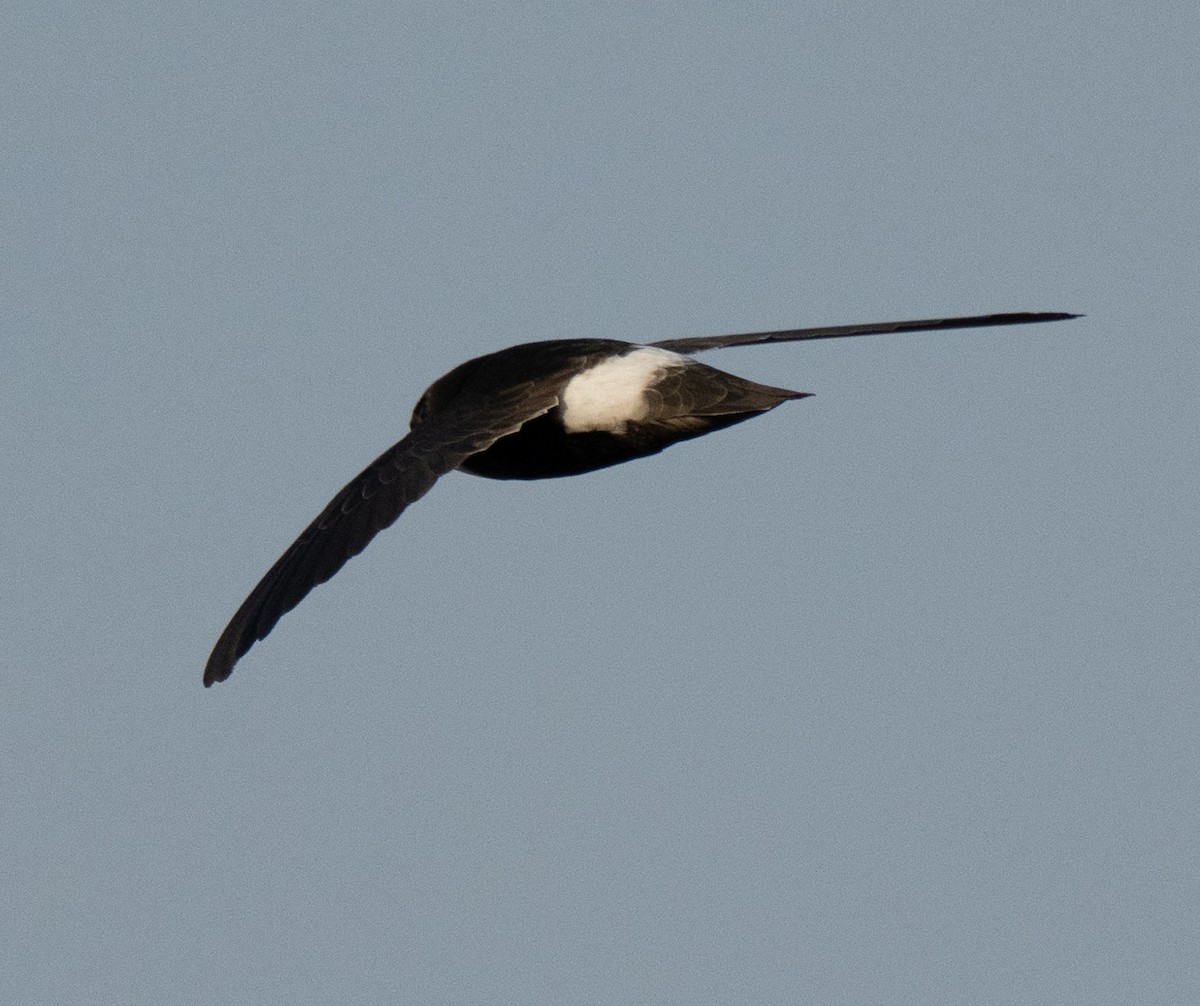 Horus Swift - ML642594052