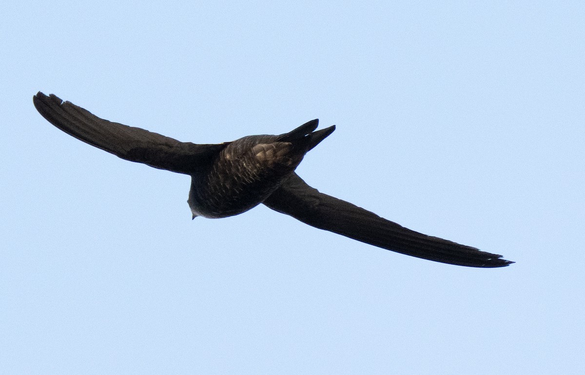 Horus Swift - ML642594053