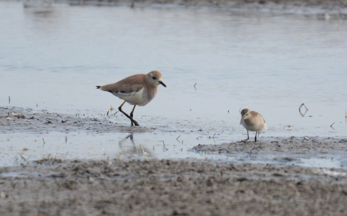 White-tailed Lapwing - ML642594057