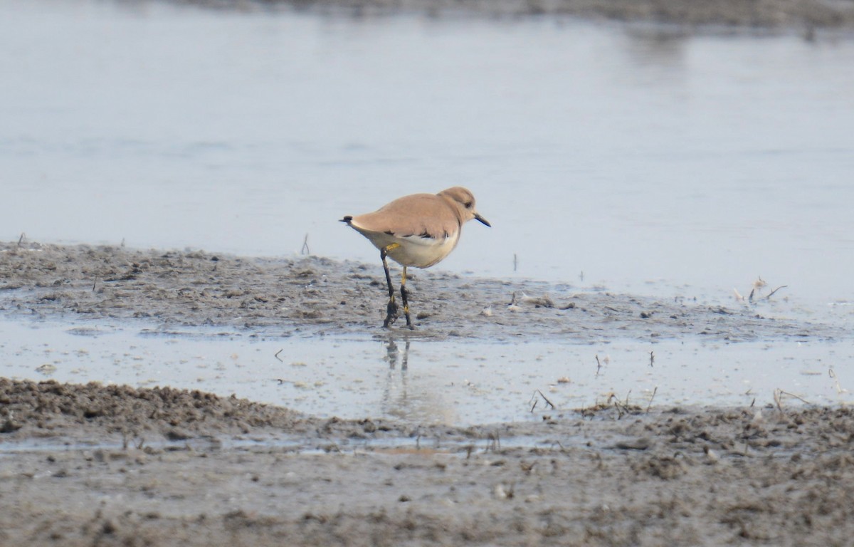 White-tailed Lapwing - ML642594058