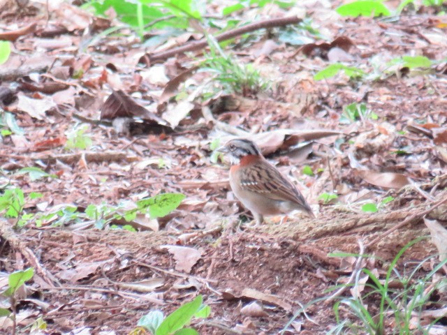Rufous-collared Sparrow - ML642594059