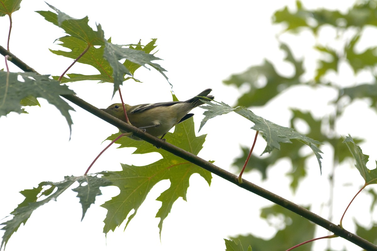 Bay-breasted Warbler - ML642594072