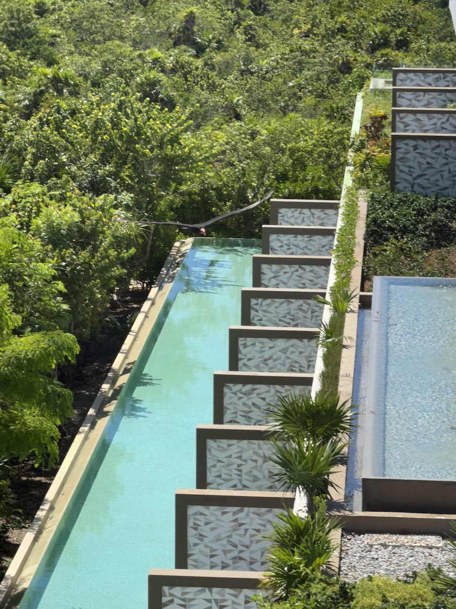 Lesser Yellow-headed Vulture - ML642594074