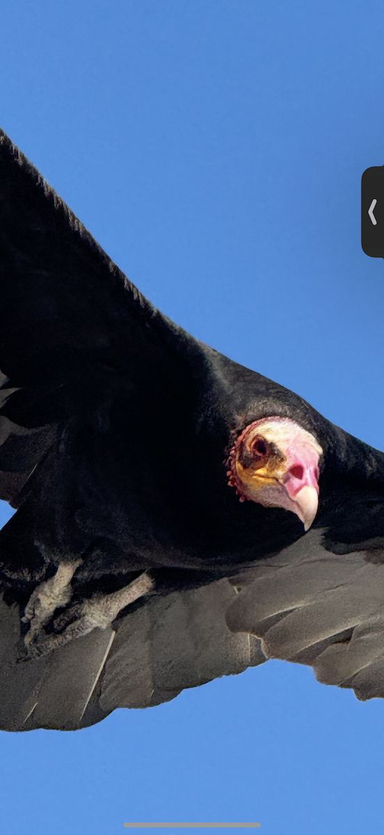 Lesser Yellow-headed Vulture - ML642594075