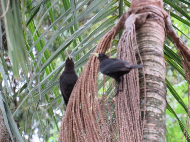 Red-rumped Cacique - ML642594087