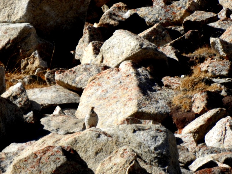 チベットセッケイ - ML642594091