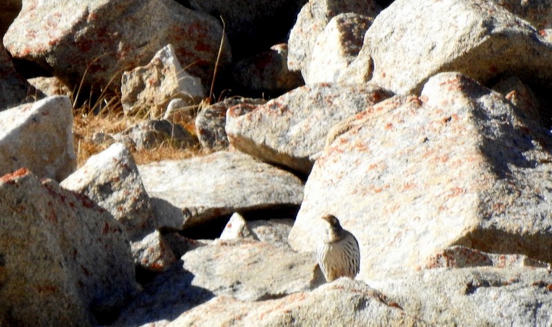 チベットセッケイ - ML642594092