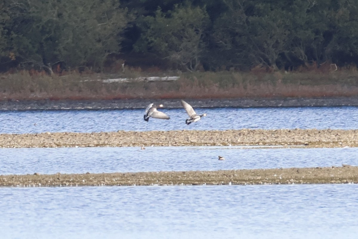 Barnacle Goose - ML642594104