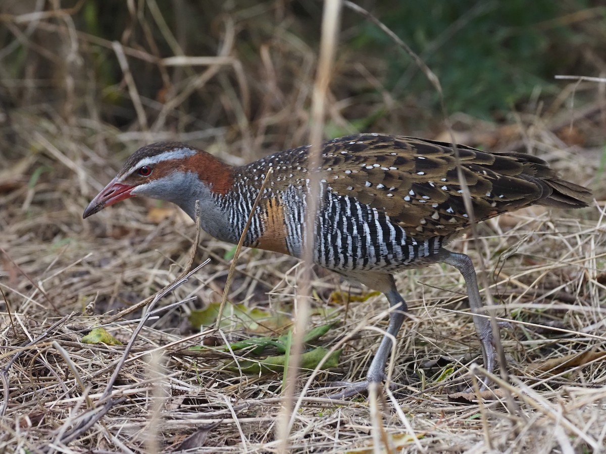 Buff-banded Rail - ML642594111