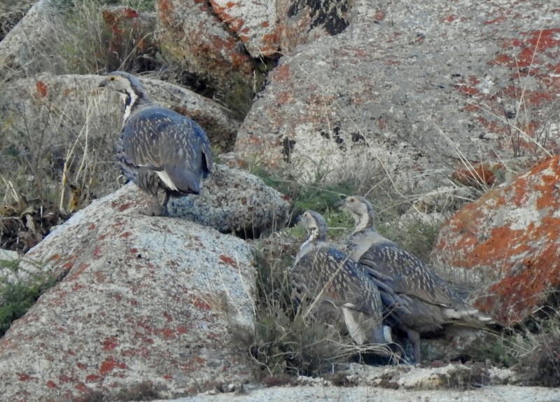 Perdigallo Himalayo - ML642594122