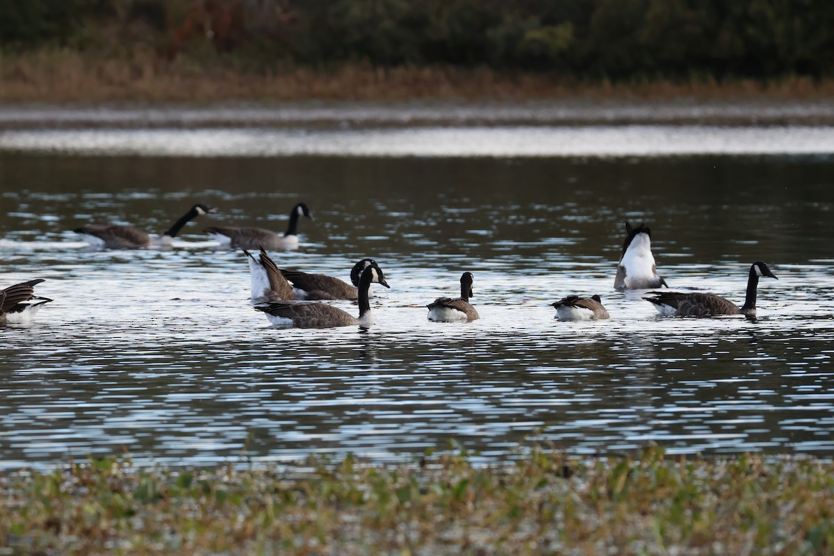 Canada Goose - ML642594123