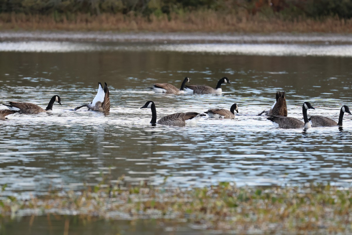 Canada Goose - ML642594124