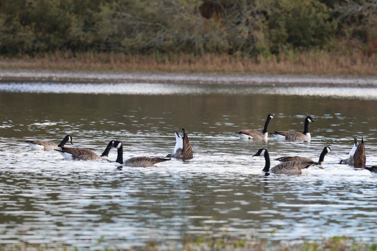 Canada Goose - ML642594125