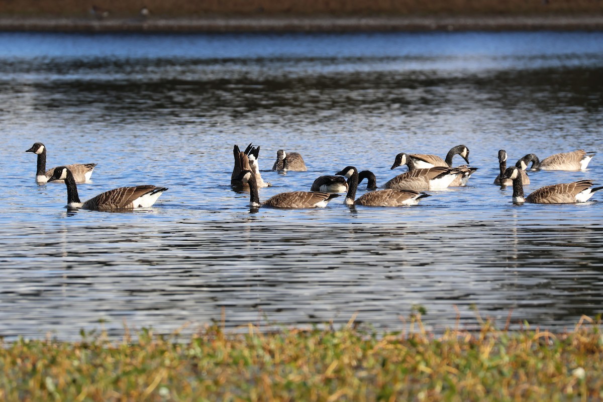 Canada Goose - ML642594126