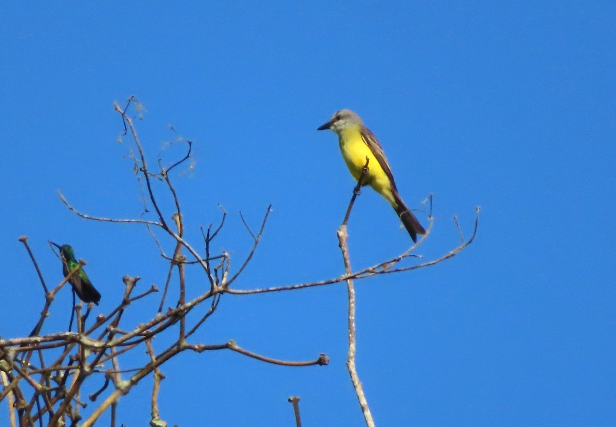 Tropical Kingbird - ML642594133