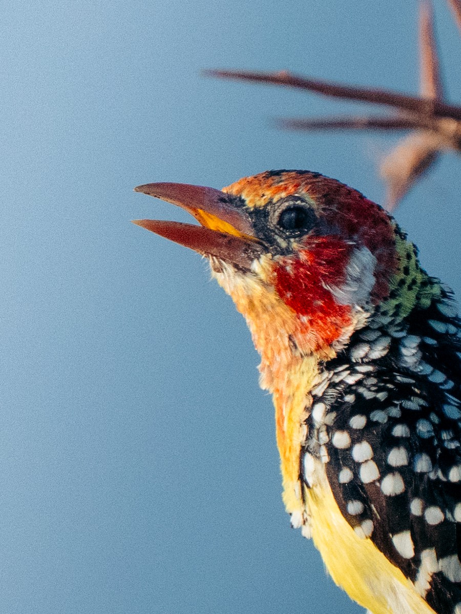 Red-and-yellow Barbet - ML642594134