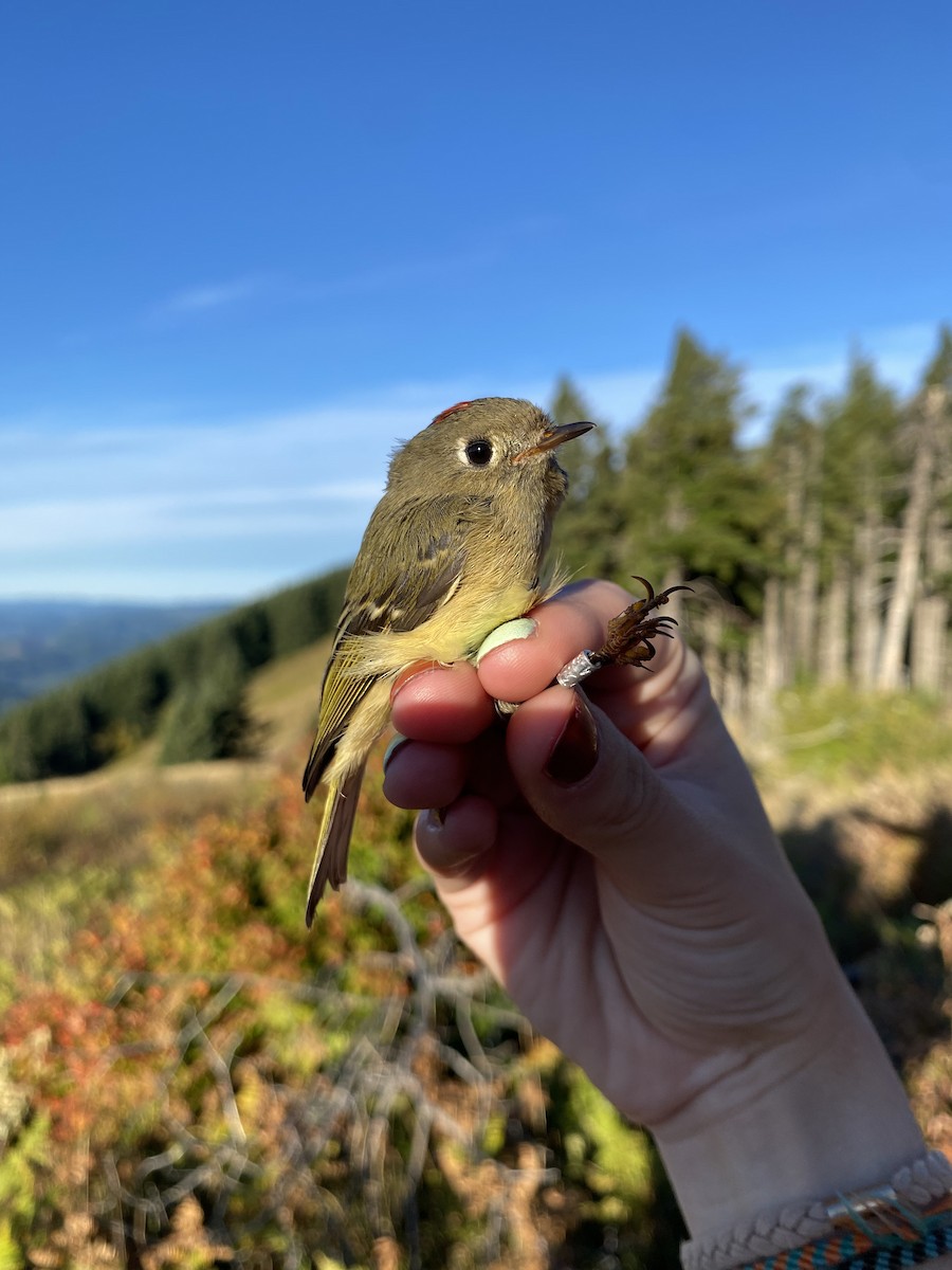 Ruby-crowned Kinglet - ML642594136