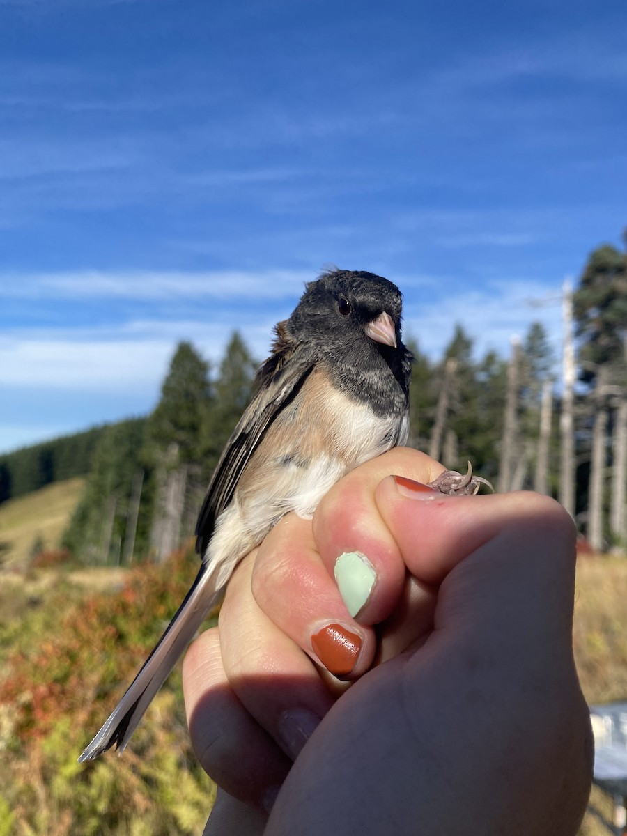 Dark-eyed Junco (Oregon) - ML642594141