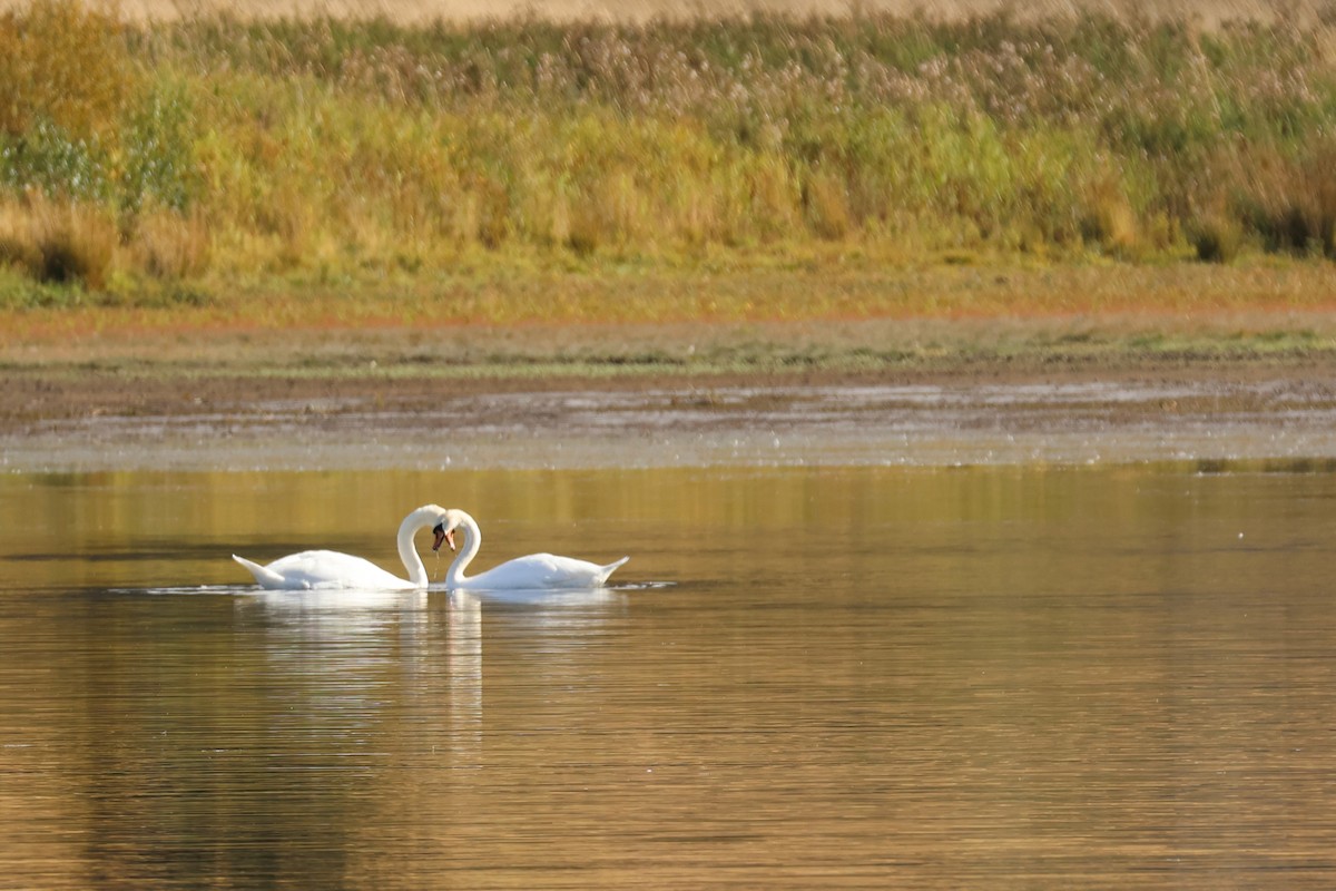 Mute Swan - ML642594144