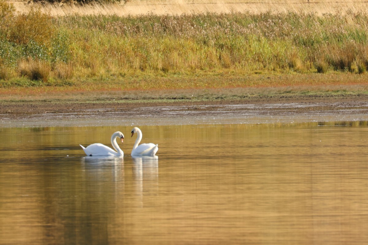 Mute Swan - ML642594145
