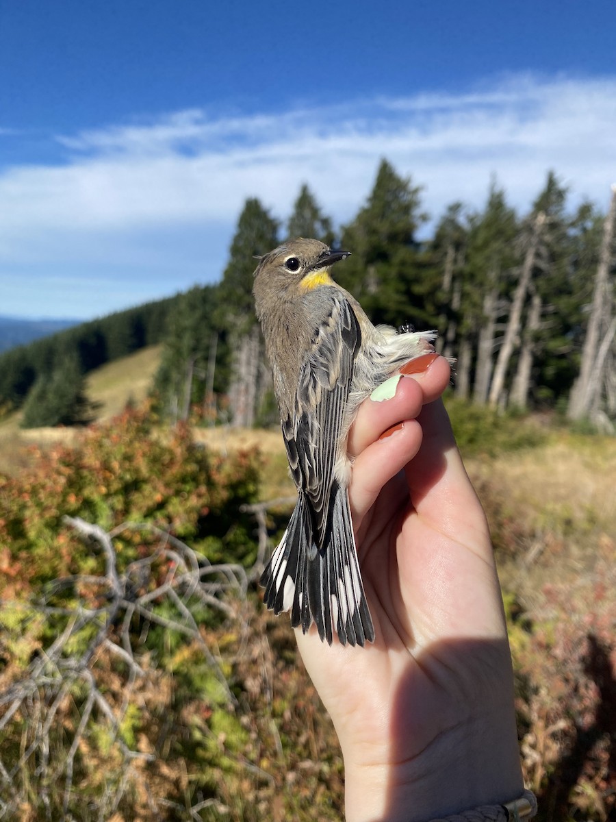 Yellow-rumped Warbler (Audubon's) - ML642594153