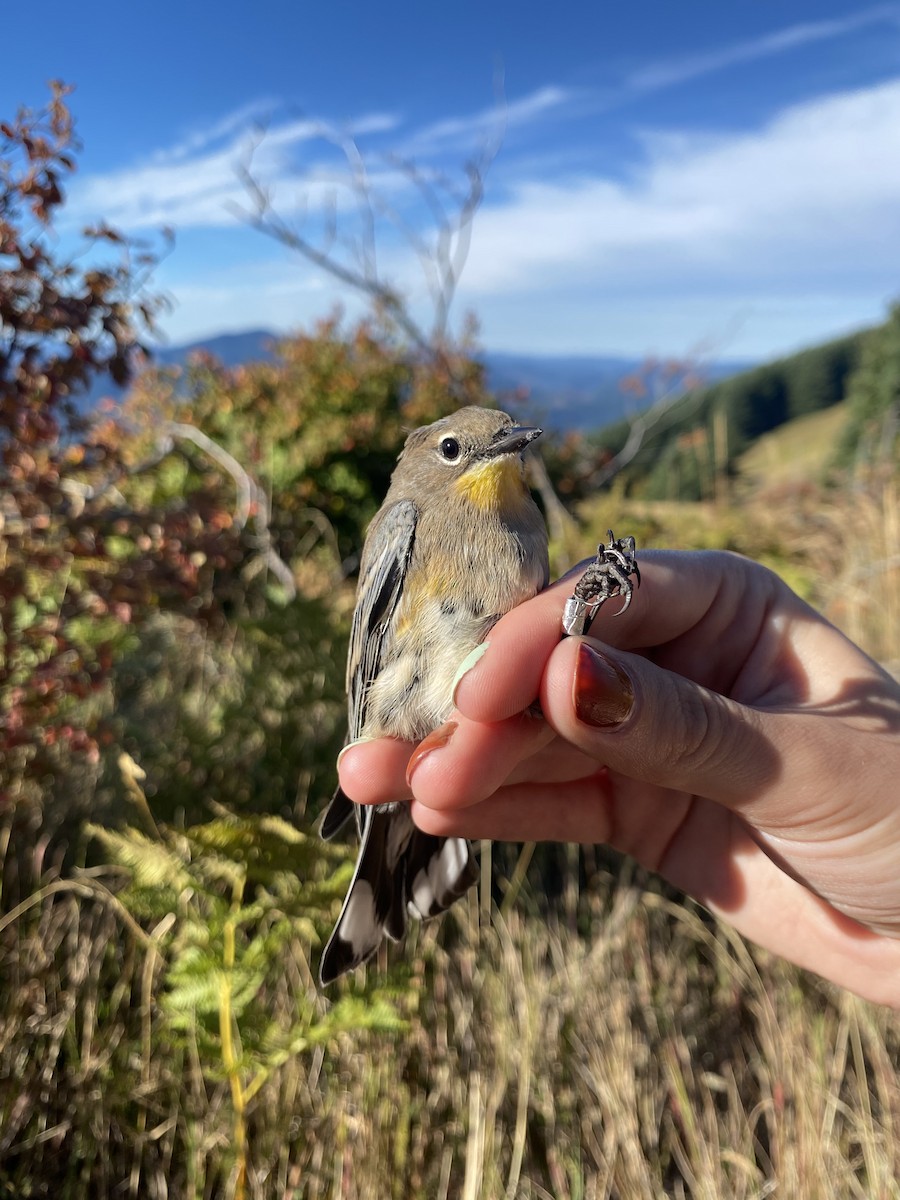 Yellow-rumped Warbler (Audubon's) - ML642594154