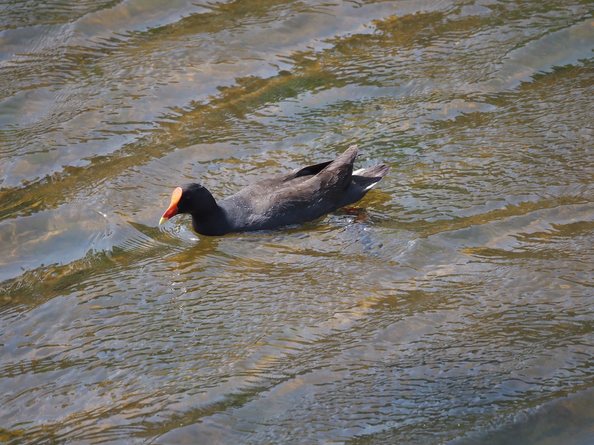 Dusky Moorhen - ML642594160
