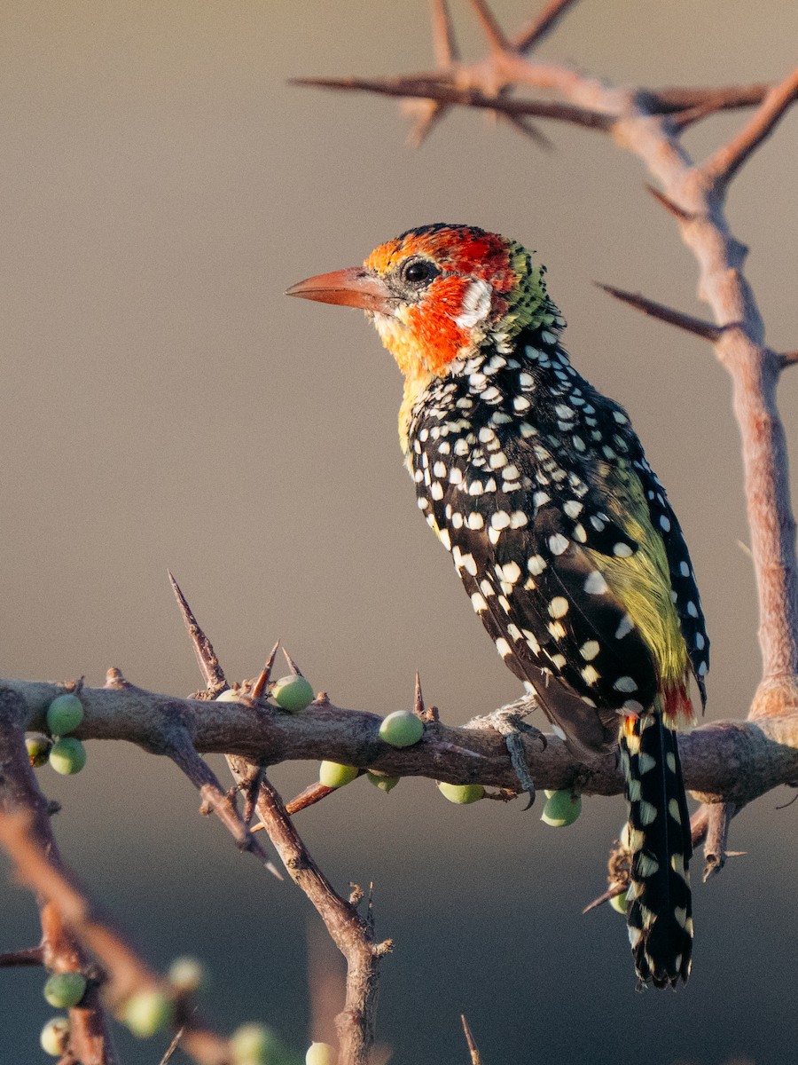 Red-and-yellow Barbet - ML642594172